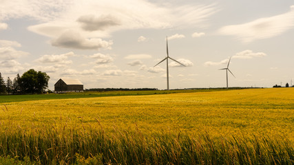 The Farm