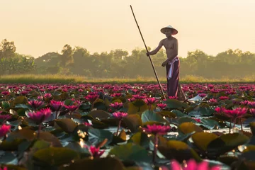 Gordijnen The Asian men villagers are on a wooden boat. Fishing in red lotus pond The fishing equipment is fish.. © Suppasit