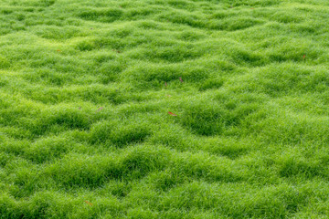 Fresh green moss grass covered.