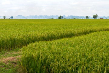 Rice fields waiting for harvest.