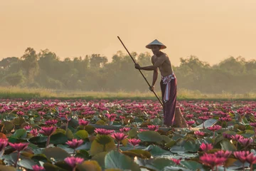 Foto op Canvas The Asian men villagers are on a wooden boat. Fishing in red lotus pond The fishing equipment is fish.. © Suppasit
