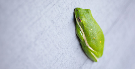 North Carolina Tree Frog