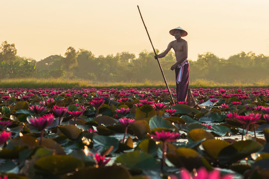 The Asian men villagers are on a wooden boat. Fishing in red lotus pond The fishing equipment is fish..