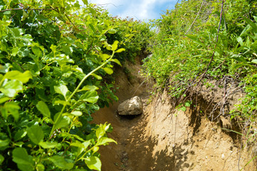 A stone sits in the middle of a narrow dirt pathway carved into the earth and hedged in by vines and other plants