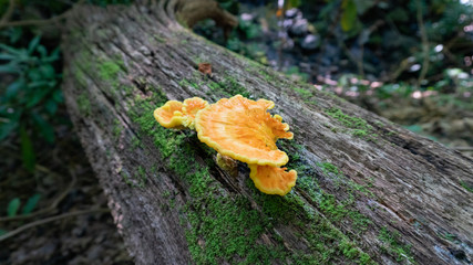 Chicken of the Woods Mushroom growing wild in the forest. Foraging edible mushrooms in the wilderness.