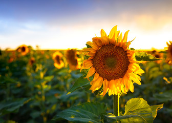 Sunflower field at sunset. They are bright, yellow and a lot are visible in the field. 