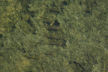 청계천. 서울. 관광. 복원. 피라미.