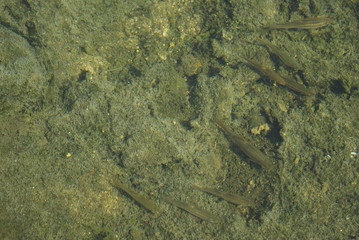 청계천. 서울. 관광. 복원. 피라미.