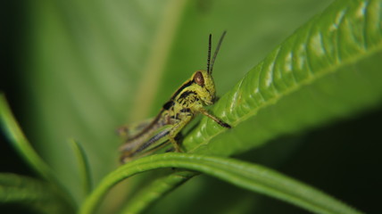 The Hopper