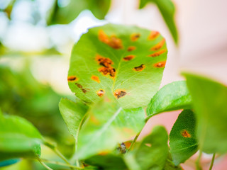 diseased pear leaves. Disease of leaves and vines of pears close-up of damage to rot and parasites. The concept of protection of industrial pear garden