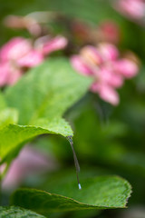 ホソミイトトンボ