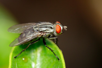 Image of a flies (Diptera) on green leaves. Insect Animal