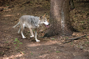 Mexican wolf in the forest