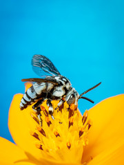 Image of neon cuckoo bee (Thyreus nitidulus) on yellow flower pollen collects nectar on blue background with space blur background for text.. Insect. Animal.