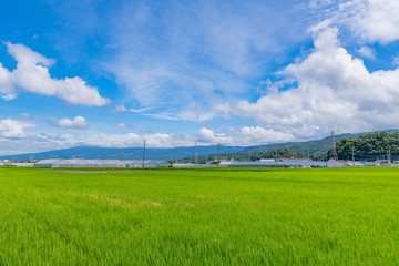 Fototapeta premium 静岡県伊豆の国市の田園風景
