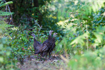 Wild turkey family