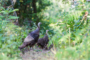 Wild turkey family