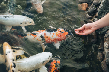 Feeding the hungry decorative Koi carps in the pond. Women's hand hold fish food. Animal care...