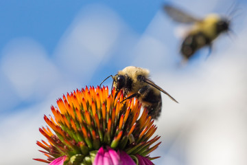 Brown-belted Bumblebee (Bombus griseocollis)
