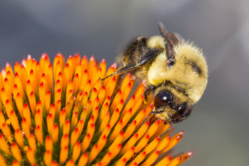 Brown-belted Bumblebee (Bombus griseocollis)