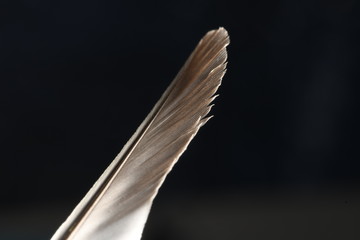 Feather 4