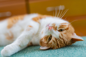 リビングでくつろぐ茶白ネコ