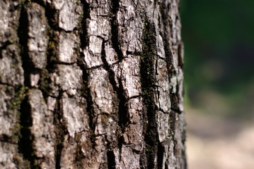 Tree Texture 