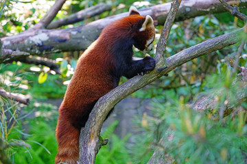 View of a Red Panda (Ailurus fulgens) in an outdoor park