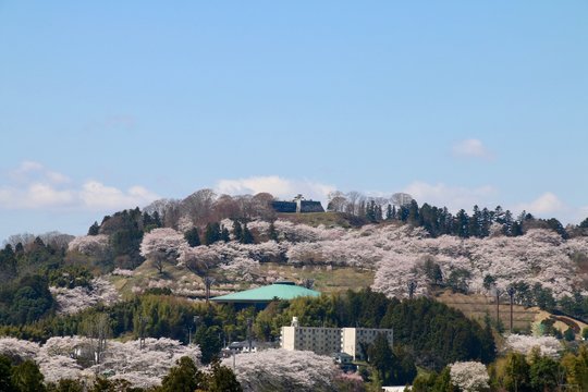 春の霞ヶ城公園（福島県・二本松市）