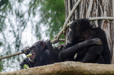 primer plano de grupo de monos comiendo