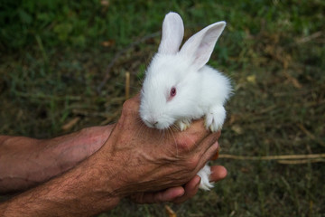 white rabbit in hands on a green background