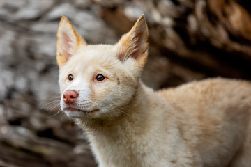 Naklejka na ściany i meble Australian Dingo Puppy