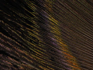 Obraz premium Peacock Feather Macro