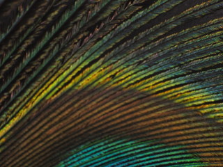 Peacock Feather Macro