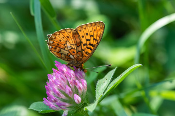 butterfly on flower