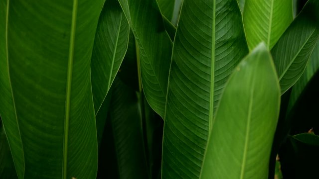 Tropical leaves motion by natural wind in 4K slow motion
