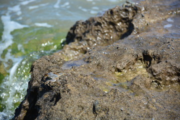Crab Coral Reef