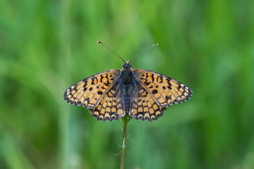 butterfly on flower