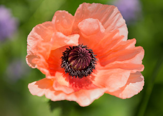 Red poppy flower