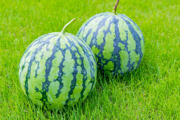 冷水で冷やしたスイカ　夏イメージ