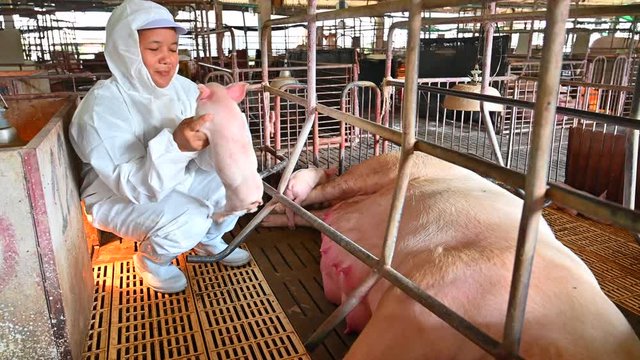 Asian veterinarian working and checking the big pig healthy in hog farms, animal and pigs farm industry