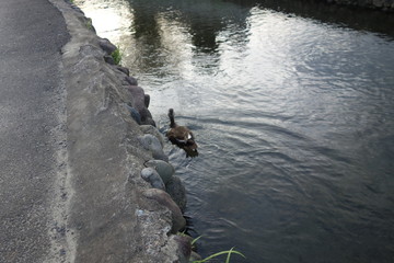 用水路で泳ぐカルガモ