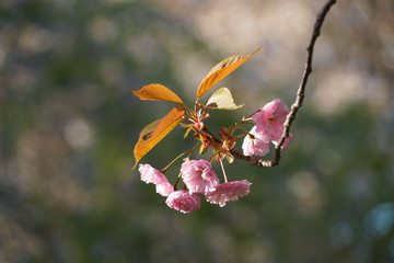 八重桜