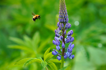 ルピナスとマルハナバチ