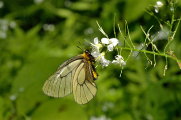 ウスバシロチョウ