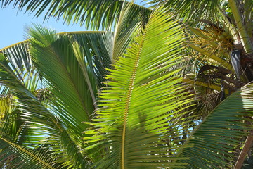 Obraz na płótnie Canvas Palm Tree leaf