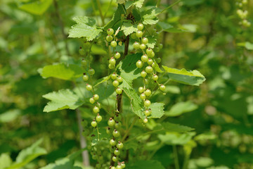 セイヨウスグリ