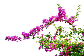 Pink bougainvillea flower isolated on white background - obrazy, fototapety, plakaty