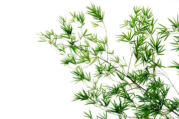 Fototapeta premium Bamboo leaves isolated on white background