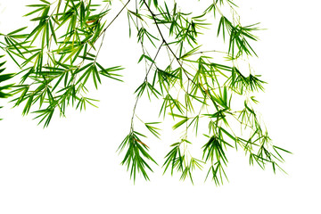 Obraz premium Bamboo leaves isolated on white background